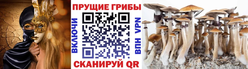 Галлюциногенные грибы Psilocybe  Купить закладки  Кодинск 